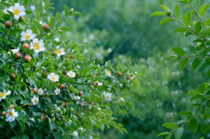 2018年5月-10月：深耕插图